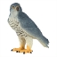 Изображение MOJO Птица сапсан (соколиные)