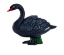 Изображение MOJO Лебедь черный